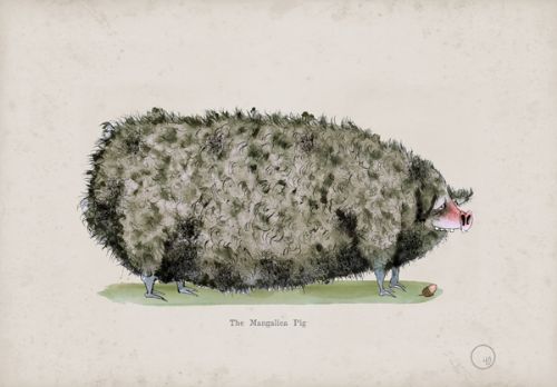 Mangalica Pig, fun heritage art print by Tony Fernandes